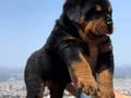 Anatomi Harikası Üst Kalite Rottweiler Yavrular 