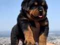 Anatomi Harikası Üst Kalite Rottweiler Yavrular 