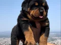 Anatomi Harikası Üst Kalite Rottweiler Yavrular 