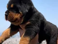 Anatomi Harikası Üst Kalite Rottweiler Yavrular 