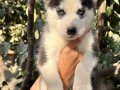 Dikkatleri Üzerine Çekecek Masmavi Güzellikte Husky Yavrular