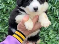 Zeka Küpü Irk Garantili Border Collie Yavrular 