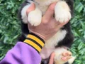 Zeka Küpü Irk Garantili Border Collie Yavrular 