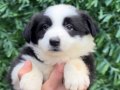 Zeka Küpü Irk Garantili Border Collie Yavrular 