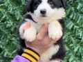 Zeka Küpü Irk Garantili Border Collie Yavrular 