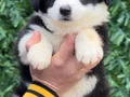 Zeka Küpü Irk Garantili Border Collie Yavrular 