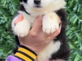 Zeka Küpü Irk Garantili Border Collie Yavrular 