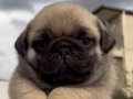 Gül Kuyruk Basık Burunlu Pug Bebekler 