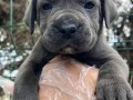 Bursa Yıldırım'da Asil Bakışlı ve İri Patili Cane Corso Yavruları