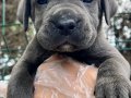 Bursa Yıldırım'da Asil Bakışlı ve İri Patili Cane Corso Yavruları