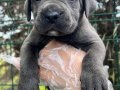 Bursa Yıldırım'da Asil Bakışlı ve İri Patili Cane Corso Yavruları