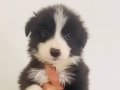 Sosyal Zekası Yüksek Panda Maskeli Border Collie Yavruları
