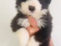 Sosyal Zekası Yüksek Panda Maskeli Border Collie Yavruları