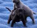 Heybetli Harika Anatomi Cane Corso Yavrular 