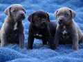 Heybetli Harika Anatomi Cane Corso Yavrular 