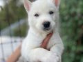 Mavi Gözlü Beyaz Husky Yavruları