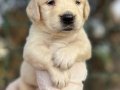 Bebek Yüzlü Harika Güzellikte Golden Retriever Yavrular 