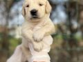 Bebek Yüzlü Harika Güzellikte Golden Retriever Yavrular 