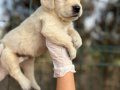 Bebek Yüzlü Harika Güzellikte Golden Retriever Yavrular 