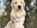 Bebek Yüzlü Harika Güzellikte Golden Retriever Yavrular 
