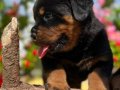 Heybetli Harika Anatomi Rottweiler Yavrular 