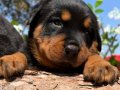 Heybetli Harika Anatomi Rottweiler Yavrular 