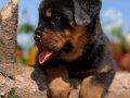 Heybetli Harika Anatomi Rottweiler Yavrular 