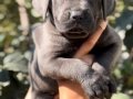 Harika Anatomi Irk Garantili Cane Corso Yavrular 