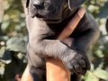 Harika Anatomi Irk Garantili Cane Corso Yavrular 