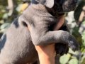 Harika Anatomi Irk Garantili Cane Corso Yavrular 