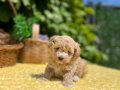 Sevimli Harika Güzellikte Maltipoo Yavrular 
