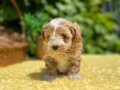 Sevimli Harika Güzellikte Maltipoo Yavrular 