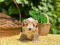 Sevimli Harika Güzellikte Maltipoo Yavrular 