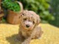 Sevimli Harika Güzellikte Maltipoo Yavrular 