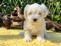Kar Beyaz Harika Güzellikte Maltese Terrier Yavrular 
