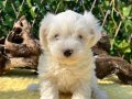 Kar Beyaz Harika Güzellikte Maltese Terrier Yavrular 