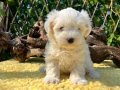 Kar Beyaz Harika Güzellikte Maltese Terrier Yavrular 