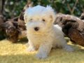 Kar Beyaz Harika Güzellikte Maltese Terrier Yavrular 