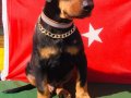 Anatomi Harikası Üst Kalite Doberman Yavrular 