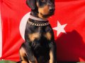 Anatomi Harikası Üst Kalite Doberman Yavrular 