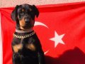 Anatomi Harikası Üst Kalite Doberman Yavrular 