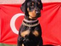 Anatomi Harikası Üst Kalite Doberman Yavrular 