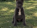 Etkileyici Güzellikte İri Cüsseli Cane Corso Yavrular 