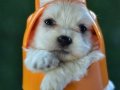 Sıfır Numara Harika Anatomi Maltese Terrier Yavrular 