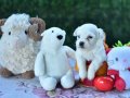 Sıfır Numara Harika Anatomi Maltese Terrier Yavrular 