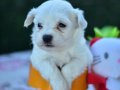 Sıfır Numara Harika Anatomi Maltese Terrier Yavrular 