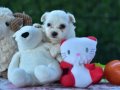 Sıfır Numara Harika Anatomi Maltese Terrier Yavrular 