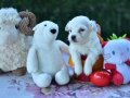 Sıfır Numara Harika Anatomi Maltese Terrier Yavrular 