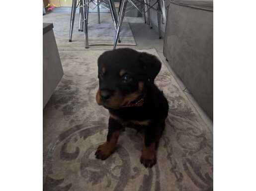 Erkek Yavru Rottweiler