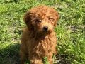  4 Aylık Dişi Toy Poodle